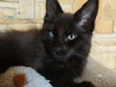 Katineliai