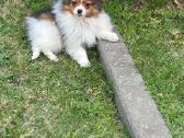 Papillon