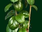 Hoya Ricardo - nuotraukos Nr. 4