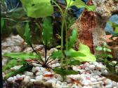 Parduodu krevetes Red Cherry - nuotraukos Nr. 4