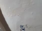 Didelis porcelianinis indas - nuotraukos Nr. 8