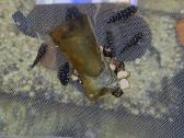 Afrikos ciklidu mailius tropheus duboisi maswa - nuotraukos Nr. 2