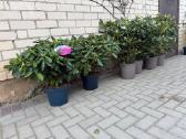 Rododendrai - nuotraukos Nr. 2