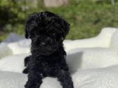 Cockapoo šuniukai - nuotraukos Nr. 5