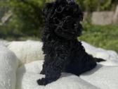 Cockapoo šuniukai - nuotraukos Nr. 6