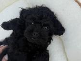 Cockapoo šuniukai - nuotraukos Nr. 7