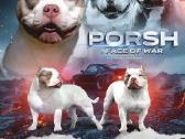 American bully pocket - nuotraukos Nr. 3
