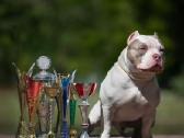 American bully pocket - nuotraukos Nr. 4