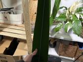 Anthurium Pallidiflorum - nuotraukos Nr. 3