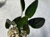 Scindapsus treubii Dark Form