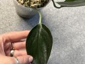 Scindapsus treubii Dark Form - nuotraukos Nr. 2