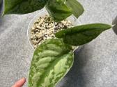 Scindapsus Exotica