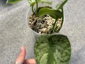 Scindapsus Exotica - nuotraukos Nr. 2