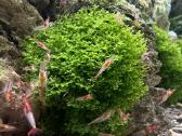 Riccardia Chamedryfolia Coral Moss