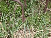 Laumetris germinatorius - nuotraukos Nr. 5