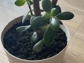 Pinigų medelis Storalapis (Crassula)