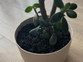 Pinigų medelis Storalapis (Crassula) - nuotraukos Nr. 2