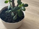 Pinigų medelis Storalapis (Crassula) - nuotraukos Nr. 3