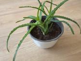 Alijošius/ alavijas/ aloe vera