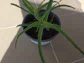 Alijošius/ alavijas/ aloe vera - nuotraukos Nr. 2