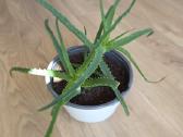 Alijošius/ alavijas/ aloe vera - nuotraukos Nr. 3