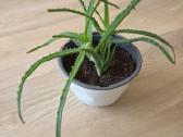 Alijošius/ alavijas/ aloe vera - nuotraukos Nr. 4