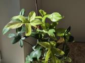 Philodendron Florida ghost