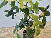 Philodendron Florida ghost - nuotraukos Nr. 2