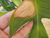Philodendron Florida ghost - nuotraukos Nr. 3