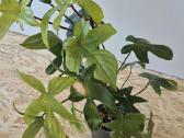 Philodendron Florida ghost - nuotraukos Nr. 4