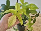 Philodendron Florida ghost - nuotraukos Nr. 5