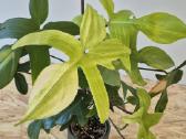 Philodendron Florida ghost - nuotraukos Nr. 6