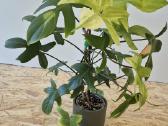 Philodendron Florida ghost - nuotraukos Nr. 7