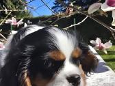 Kavalieriaus Karaliaus Karolio spanielis