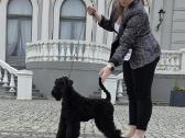 Kerry Blue Terrier (Keribliūterjetas)