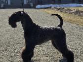 Kerry Blue Terrier (Keribliūterjetas) - nuotraukos Nr. 2
