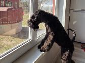 Kerry Blue Terrier (Keribliūterjetas) - nuotraukos Nr. 3
