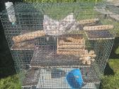Parduodu erdvų šinšilos / degu / graužiko narvą su