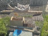 Parduodu erdvų šinšilos / degu / graužiko narvą su - nuotraukos Nr. 2