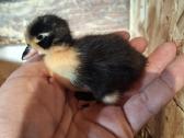 Bantaminių ančių ančiukai (call duck) - nuotraukos Nr. 4