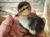 Bantaminių ančių ančiukai (call duck) - nuotraukos Nr. 5