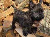 Kerno terjerai (Cairn Terrier) - nuotraukos Nr. 3