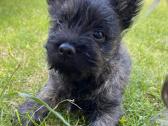 Kerno terjerai (Cairn Terrier)