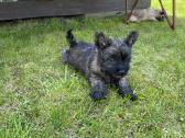 Kerno terjerai (Cairn Terrier) - nuotraukos Nr. 4