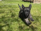 Kerno terjerai (Cairn Terrier) - nuotraukos Nr. 2