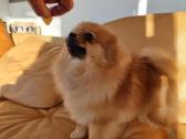 Pomeranian - nuotraukos Nr. 3