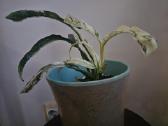 Rhaphidophora puberula 'Variegata' - nuotraukos Nr. 2