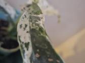 Rhaphidophora puberula 'Variegata' - nuotraukos Nr. 4