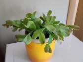 Gėlė Šliumbergera (Schlumbergera)