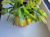 Gėlė Šliumbergera (Schlumbergera) - nuotraukos Nr. 2